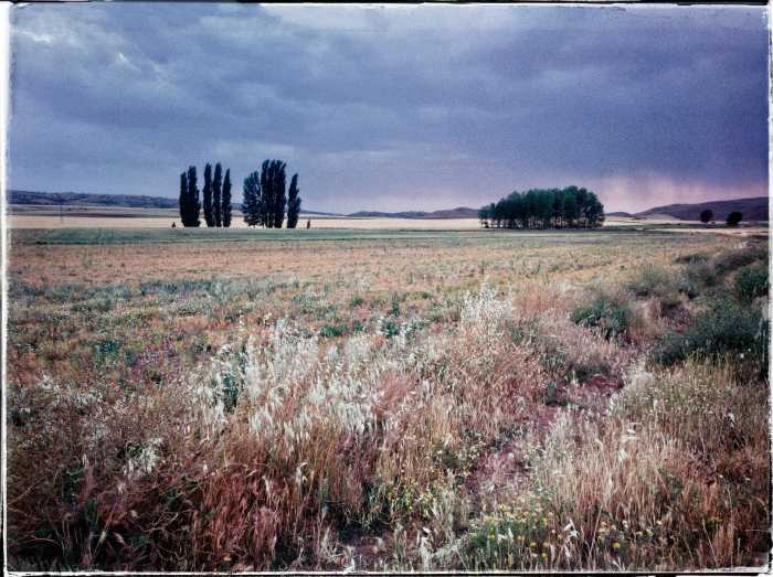 campo con alameda