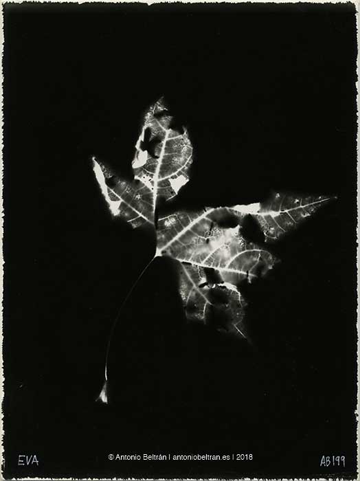 hoja de arbol seca fotografia poesia arte antonio beltran