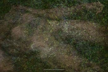 cuerpo hombre desnudo emboscado hierba campo naturaleza erotica autorretrato collage fotografia poesia antonio beltran