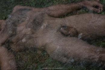 cuerpo hombre desnudo emboscado hierba campo naturaleza erotica autorretrato collage fotografia poesia antonio beltran