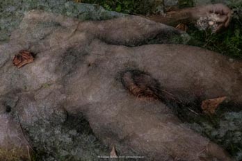 cuerpo hombre desnudo emboscado hierba campo naturaleza erotica autorretrato collage fotografia poesia antonio beltran