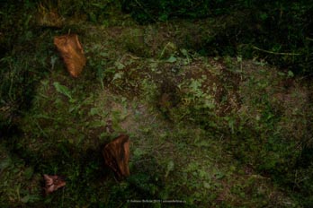cuerpo hombre desnudo emboscado hierba campo naturaleza erotica autorretrato collage fotografia poesia antonio beltran