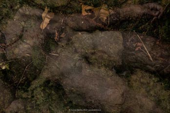 cuerpo hombre desnudo emboscado hierba campo naturaleza erotica autorretrato collage fotografia poesia antonio beltran